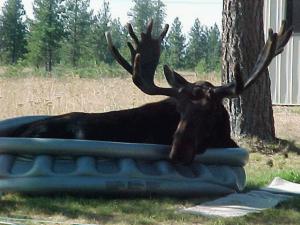 1219889124-moose in pool.jpg